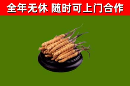 新和县烟酒回收冬虫夏草.jpg