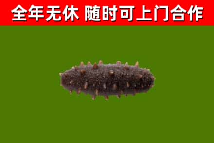 新和县烟酒回收干海参.jpg